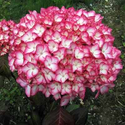 Hydrangea macrophyll